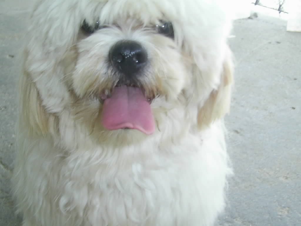 Reino Canino